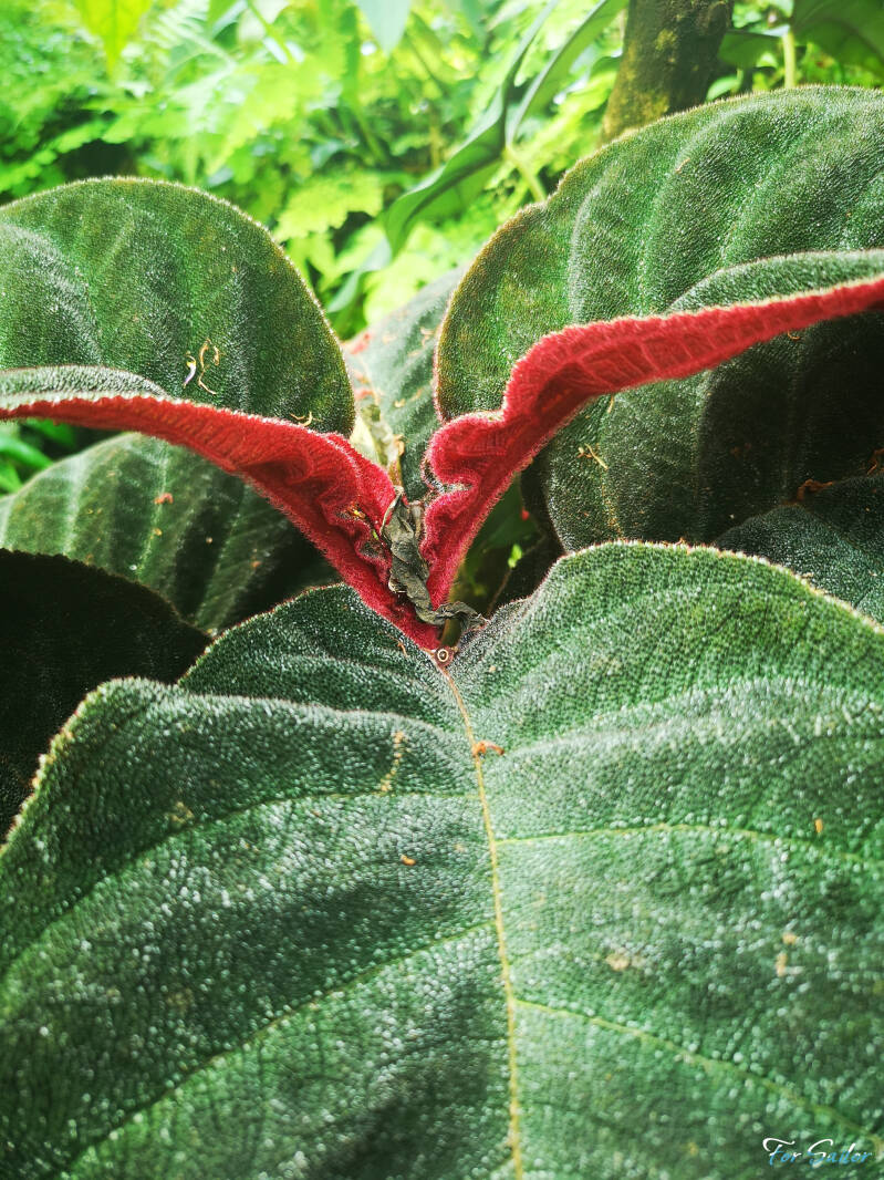 red-leaf_fs-standard.jpg