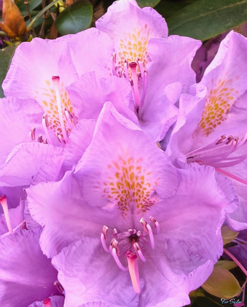 rhododendron_fs-standard.jpg