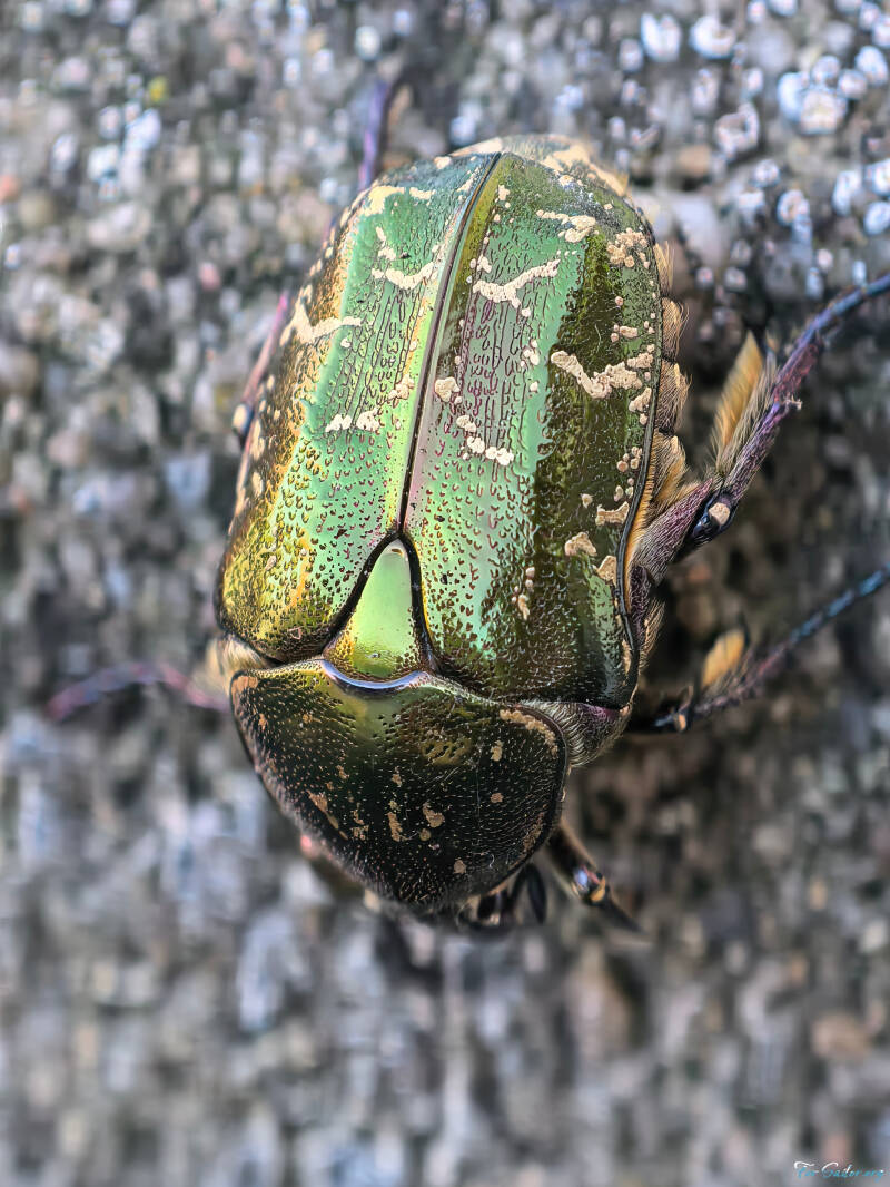 rose-chafer_fs-standard.jpg