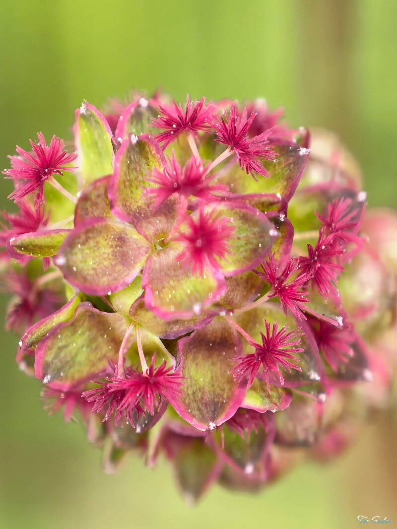 salad-burnet-standard.jpg