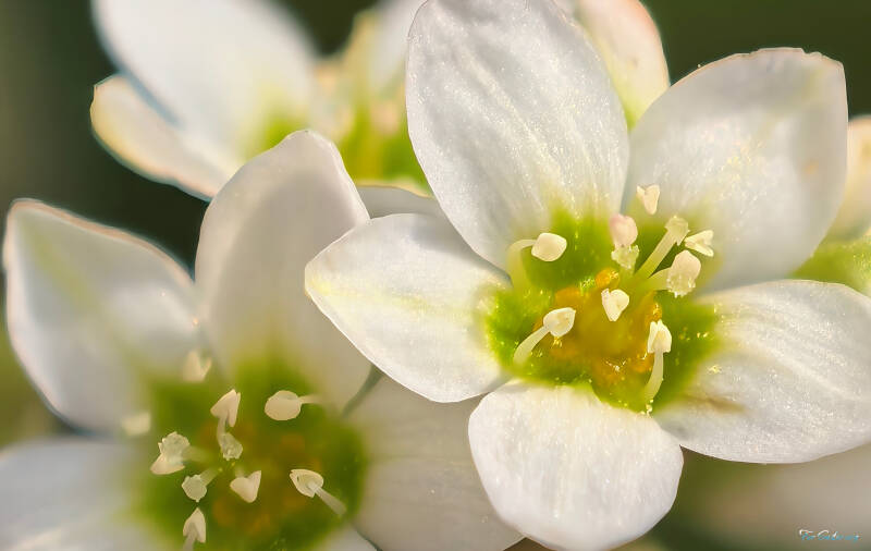 saxifrage_fs-standard.jpg