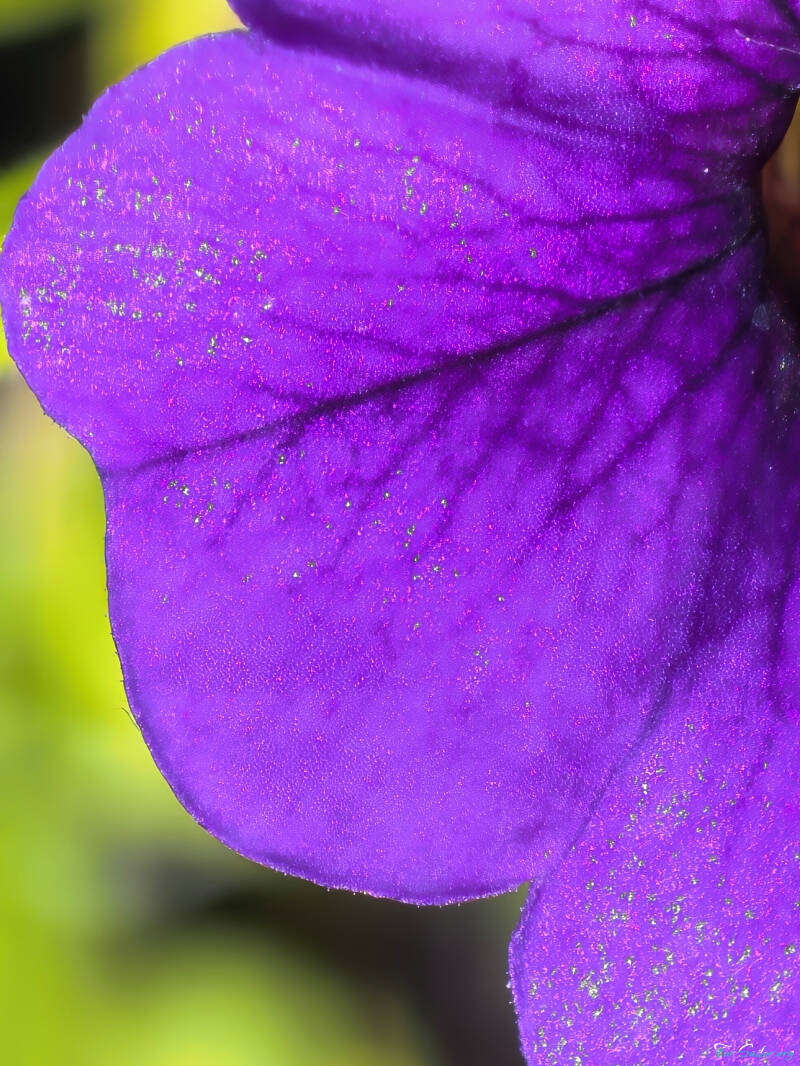 shiny-purple_fs-standard.jpg