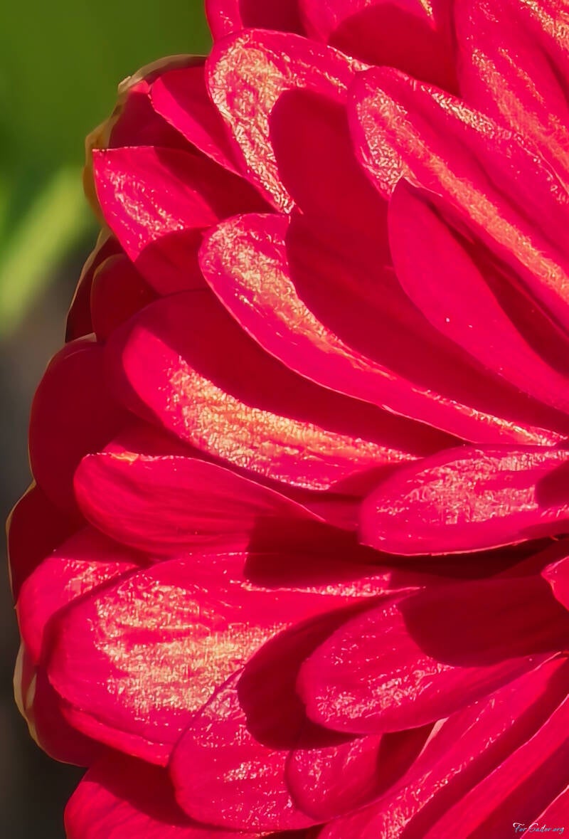 shiny-red_fs-standard.jpg