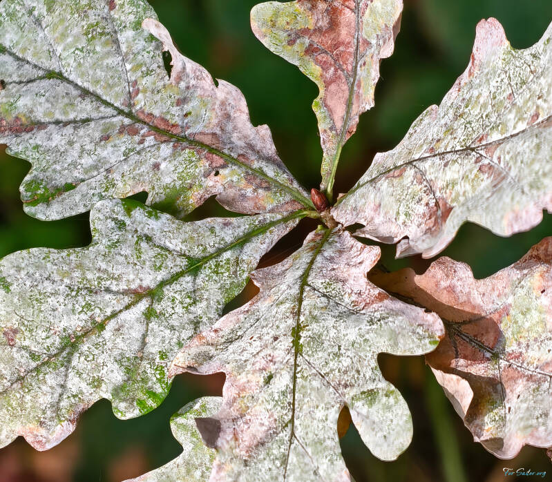 silver-leaf_fs-standard.jpg