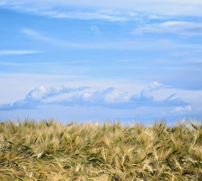 sky-over-field_fs-standard.jpg