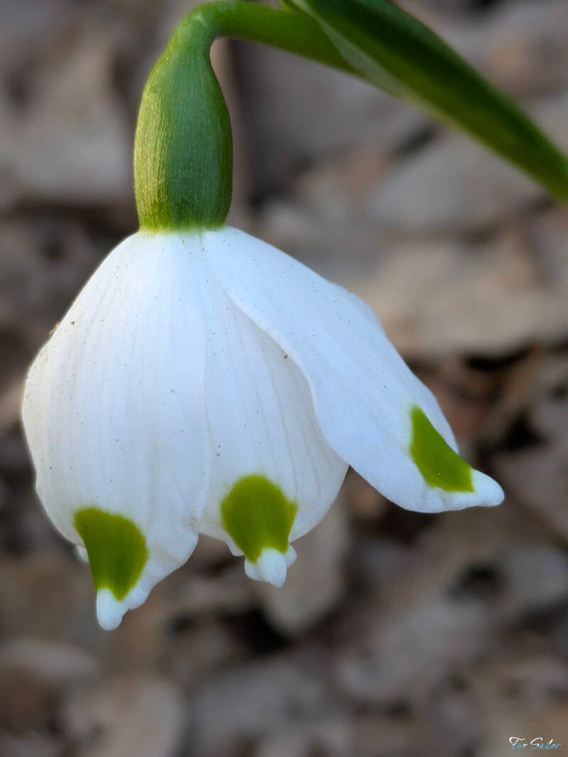 spring-snowflake_fs-standard.jpg