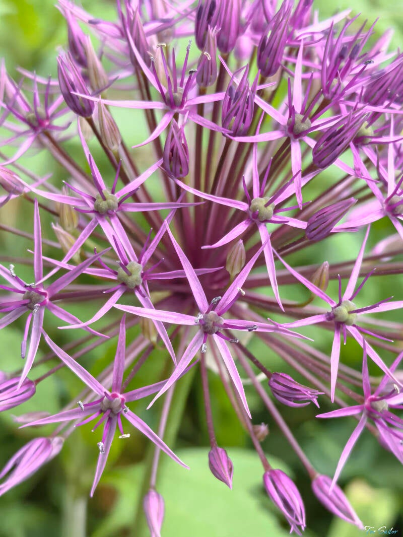 star-of-persia_fs-standard.jpg