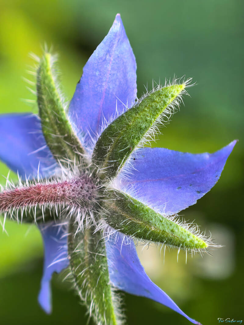 starflower-1-_fs-standard.jpg