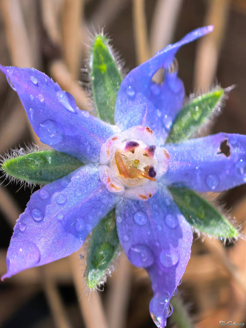 starflower-2-_fs-standard.jpg