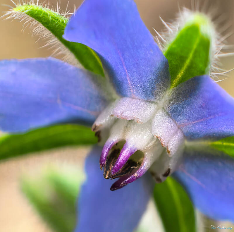 starflower_fs-standard.jpg