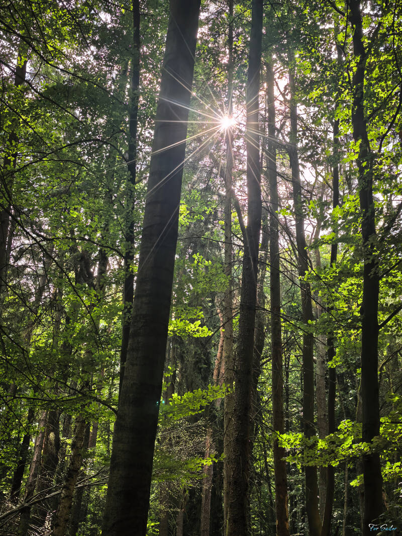 sunny-forest_fs-standard.jpg