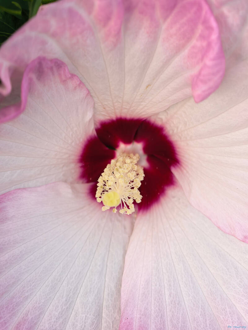 swamp-rose-mallow_fs-standard.jpg