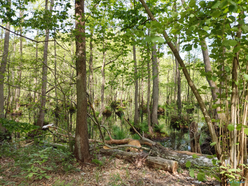 swamp_fs-standard.jpg