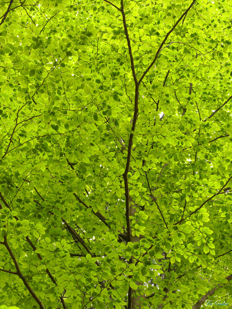 translucent-tree_fs-standard.jpg