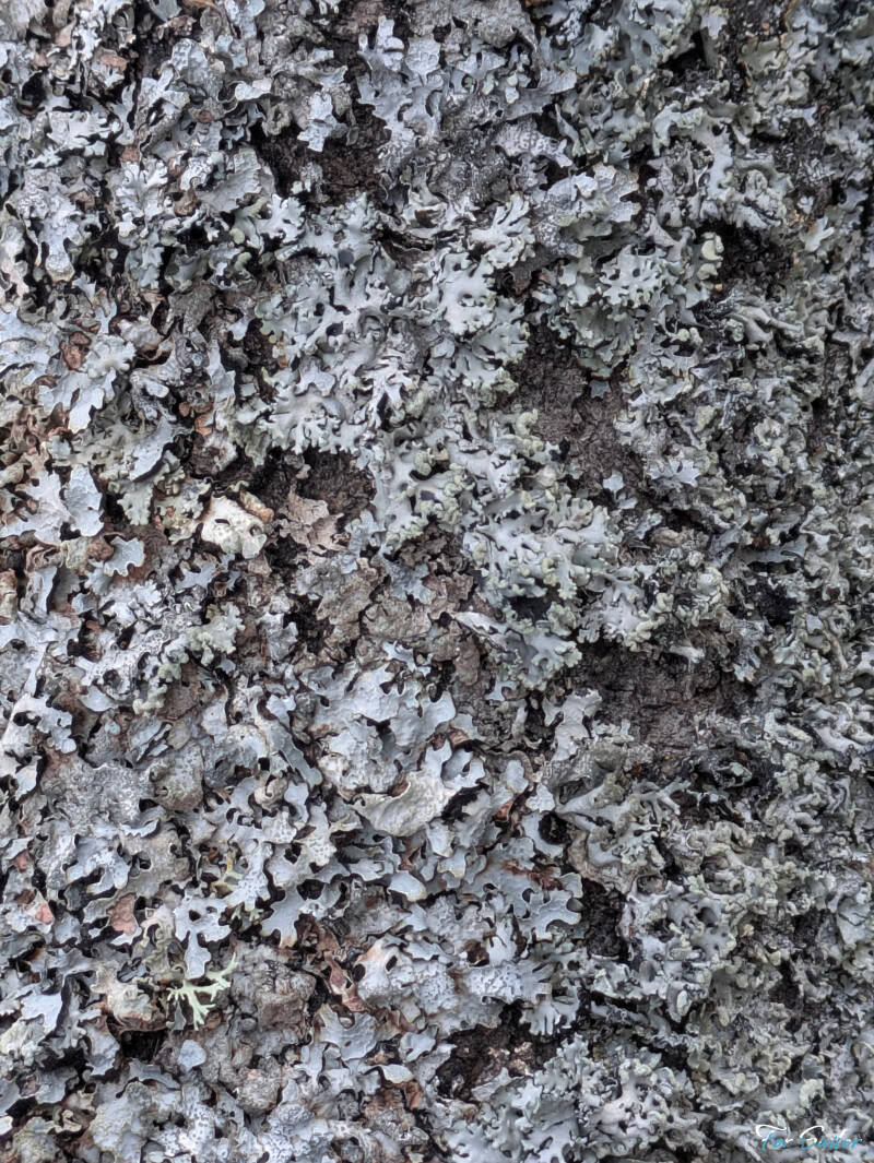 tree-bark_fs-standard.jpg