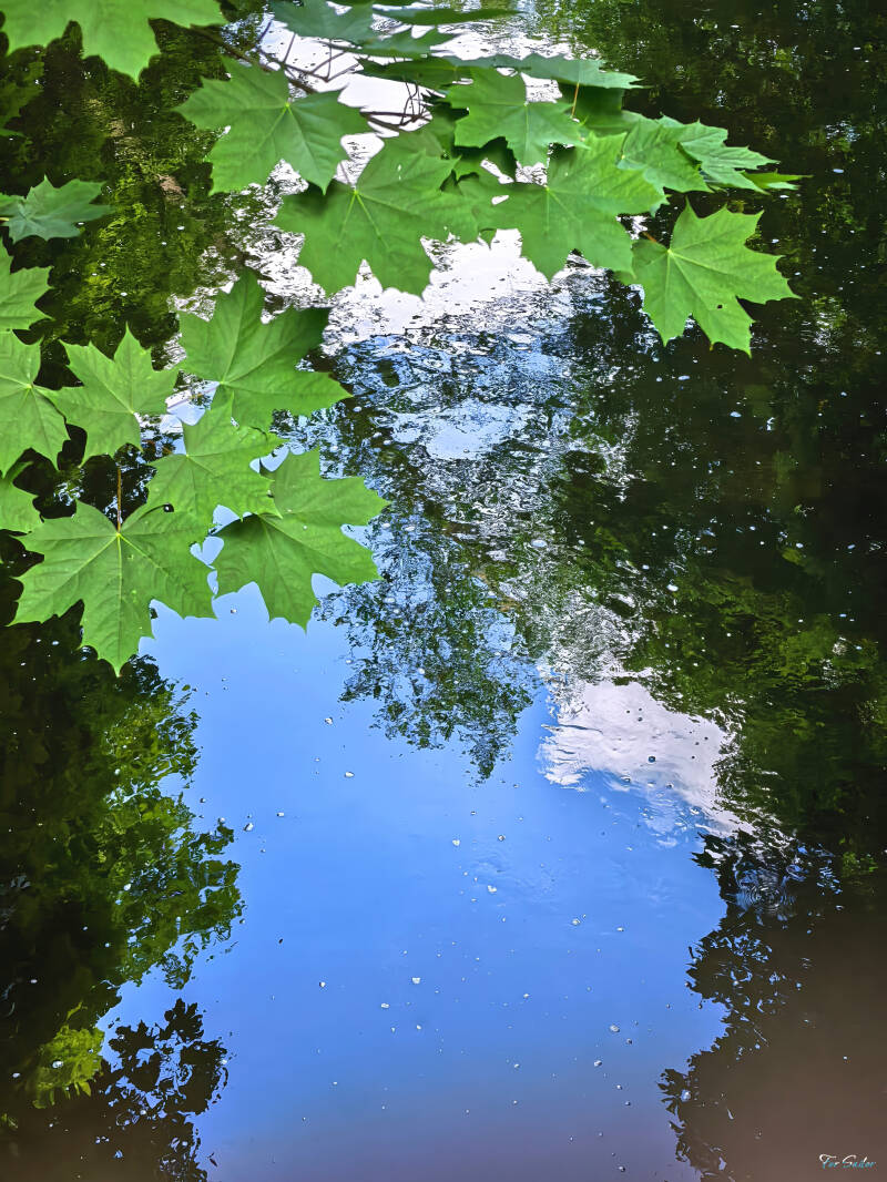 tree-creek-2-_fs-standard.jpg