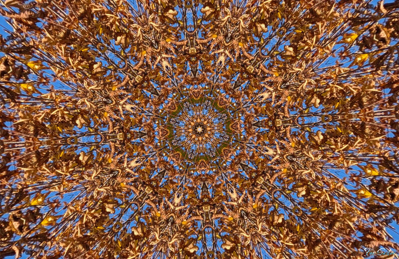 tree-kaleidoscope_fs-standard.jpg