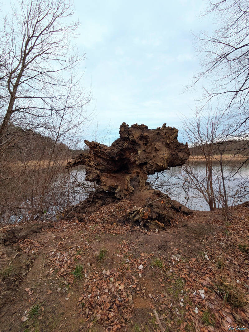 tree-monument_fs-standard.jpg