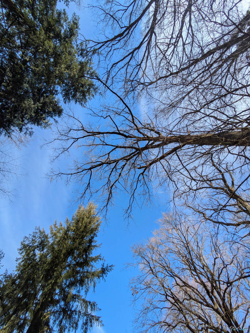 tree-sky-1-_fs-standard.jpg