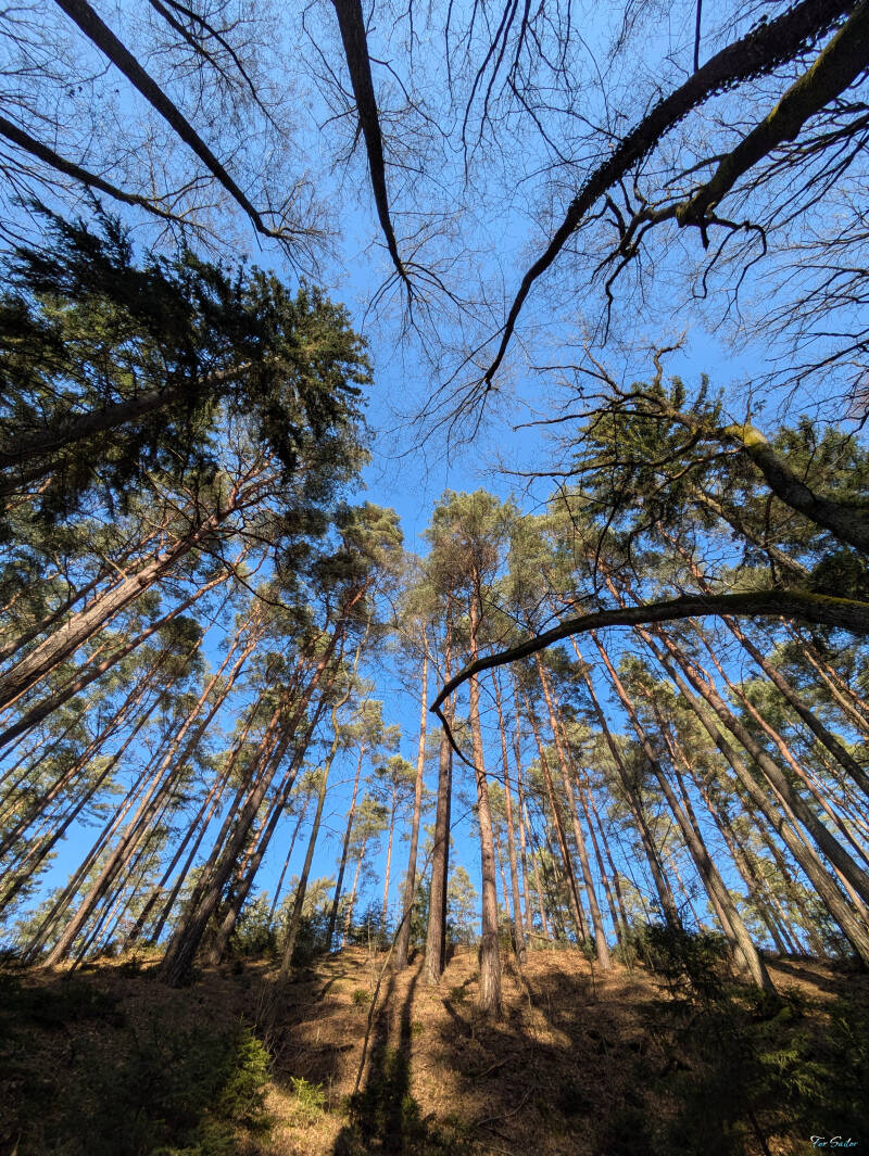 tree-sky-2-_fs-standard.jpg