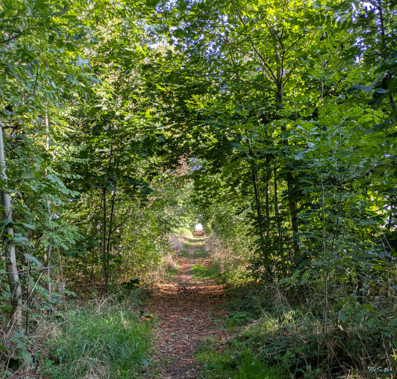 tree-way_fs-standard.jpg