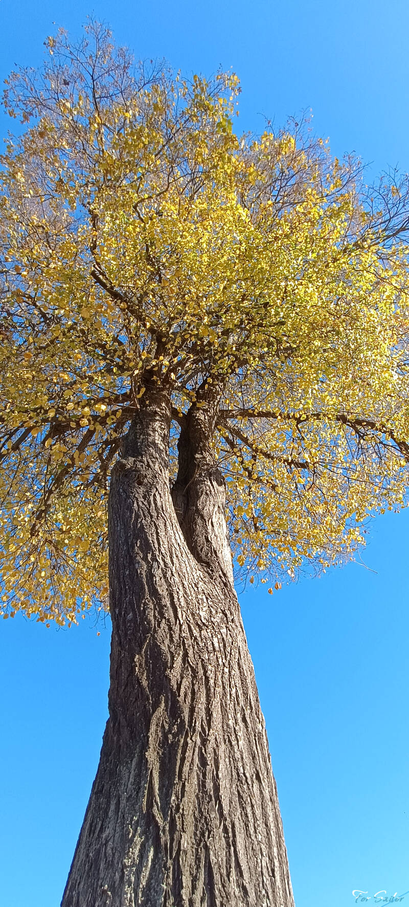 twin-tree_fs-standard.jpg