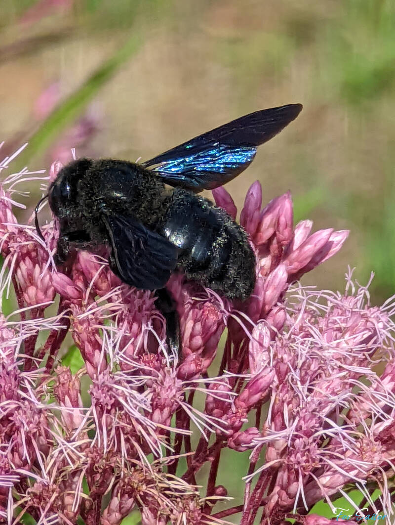 violet-carpenter-bee_fs-standard.jpg