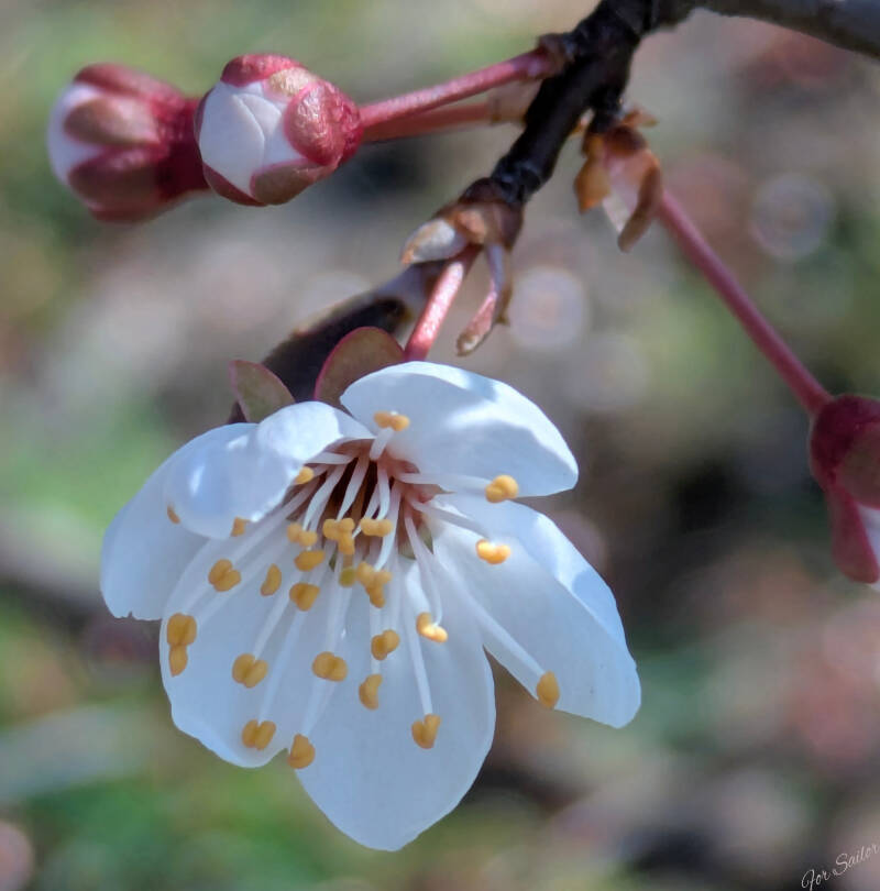 w_flowers-63-standard.jpg