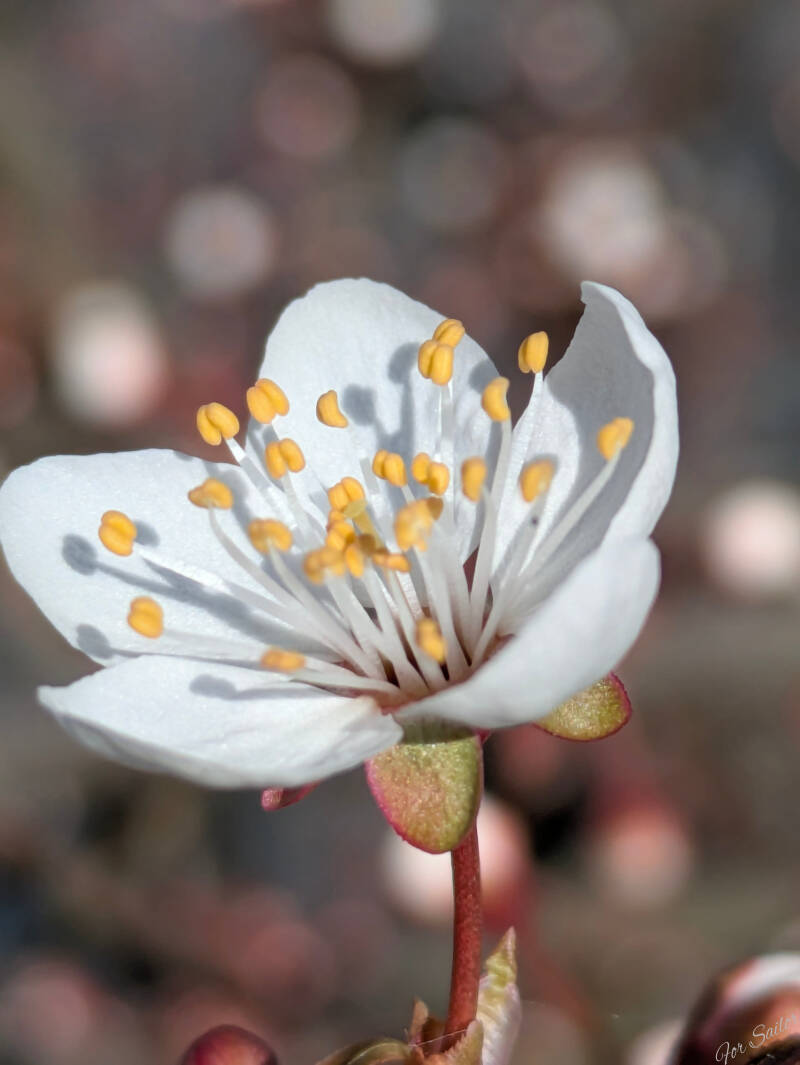 w_flowers-64-standard.jpg