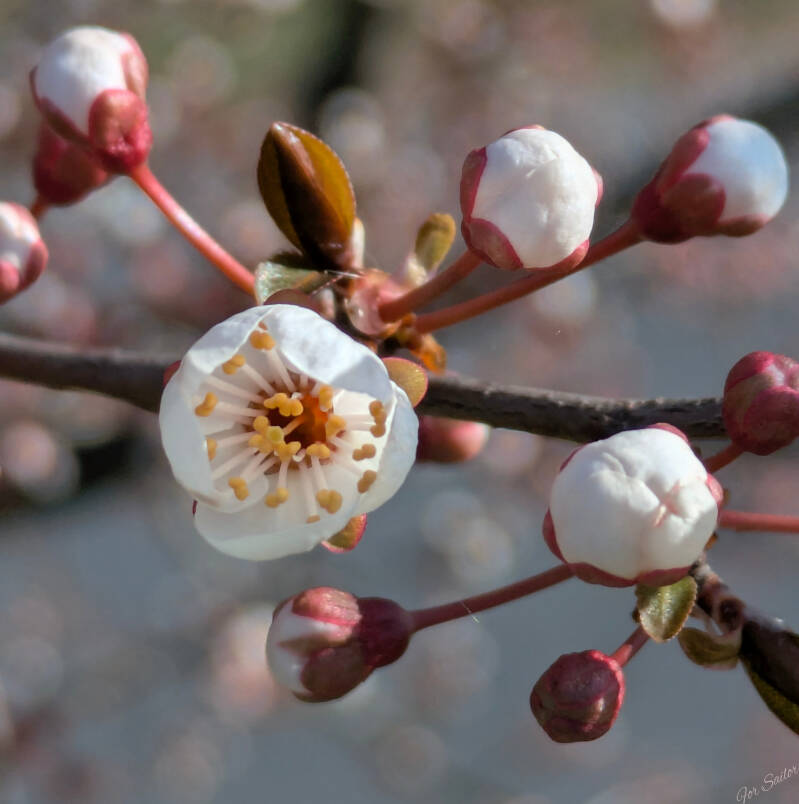 w_flowers-65-standard.jpg