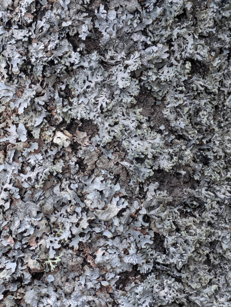 w_trees-38-standard.jpg