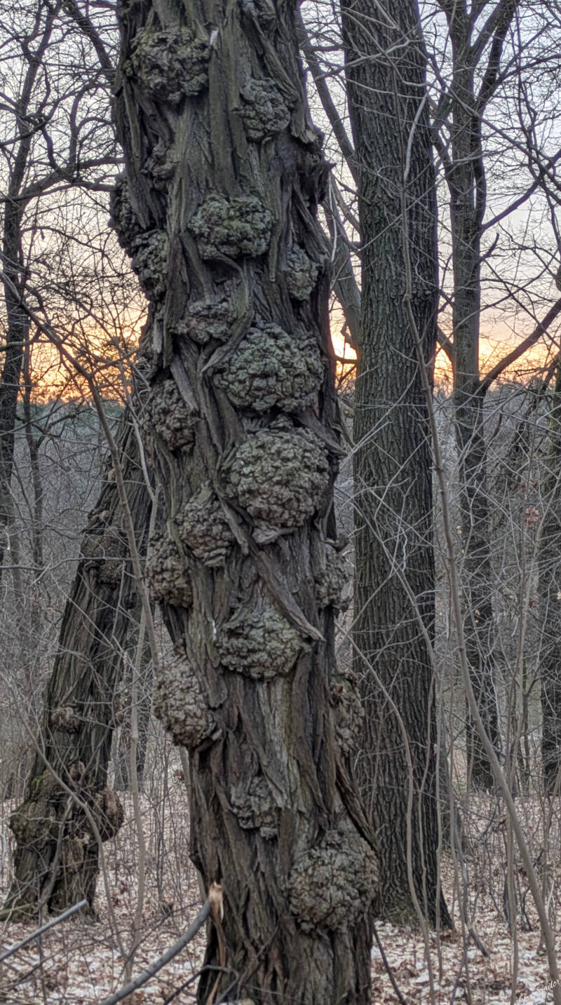w_trees-39-standard.jpg