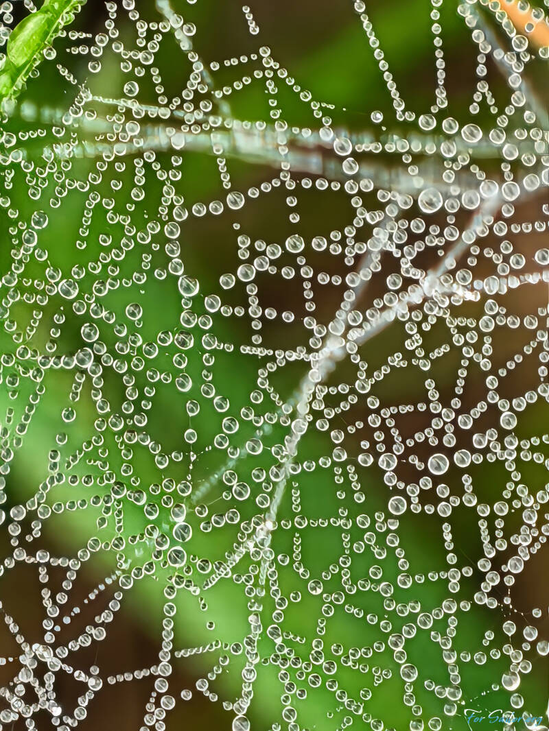 water-web_fs-standard.jpg