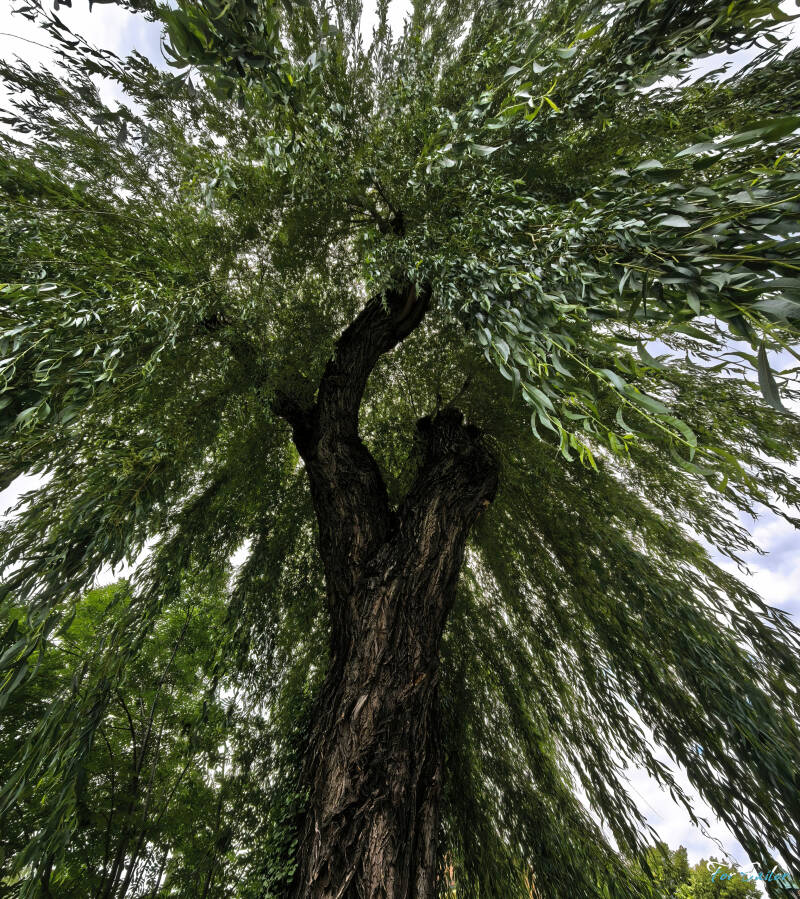 weeping-willow_fs-standard.jpg