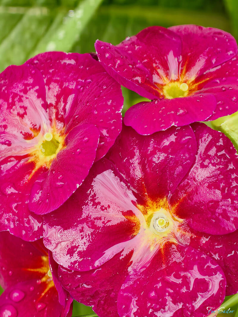 wet-primula_fs-standard.jpg