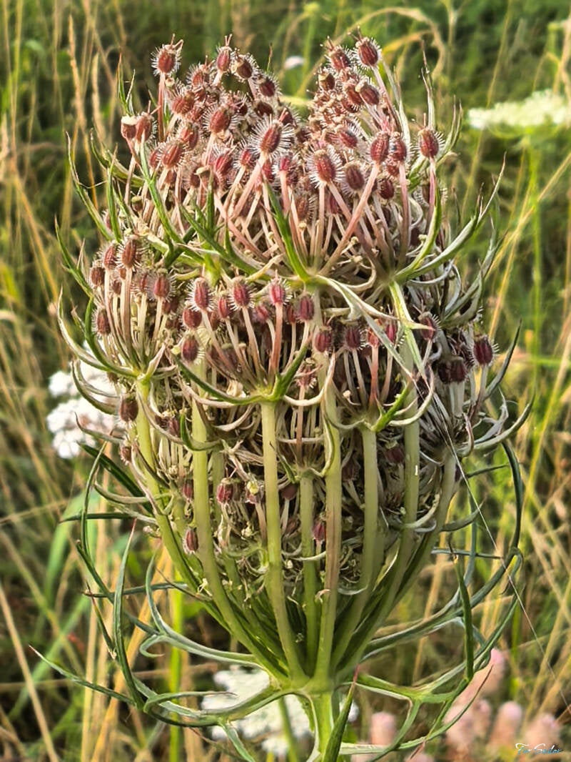 wild-carrot-2-_fs-standard.jpg