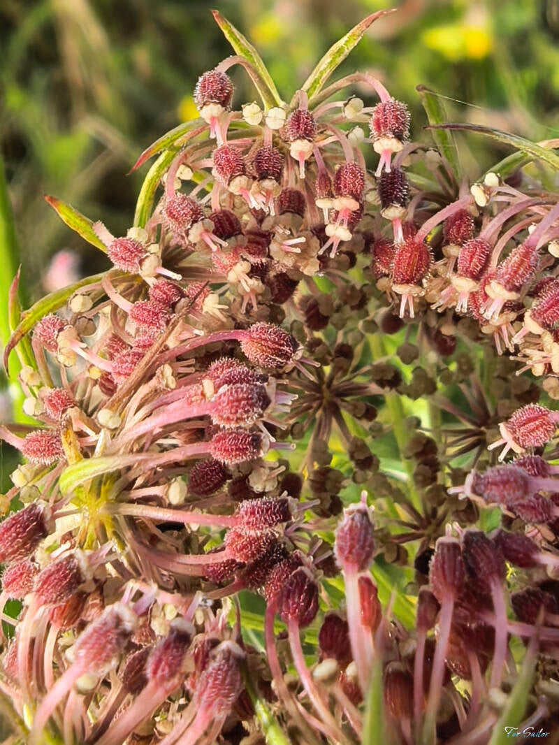 wild-carrot-3-_fs-standard.jpg