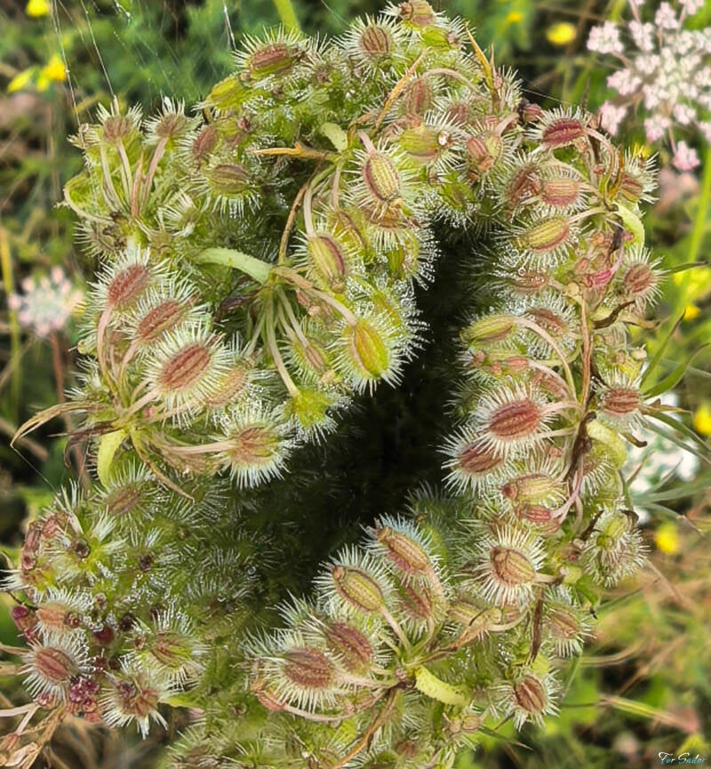 wild-carrot_fs-standard.jpg
