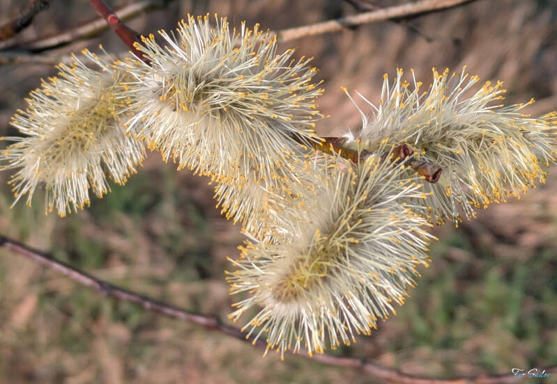 willow-tree_fs-standard-46yguz.jpg