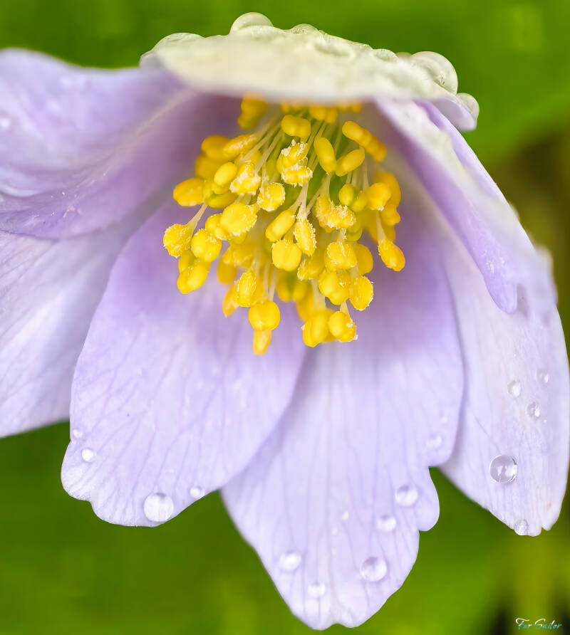 wood-anemone_fs-standard.jpg