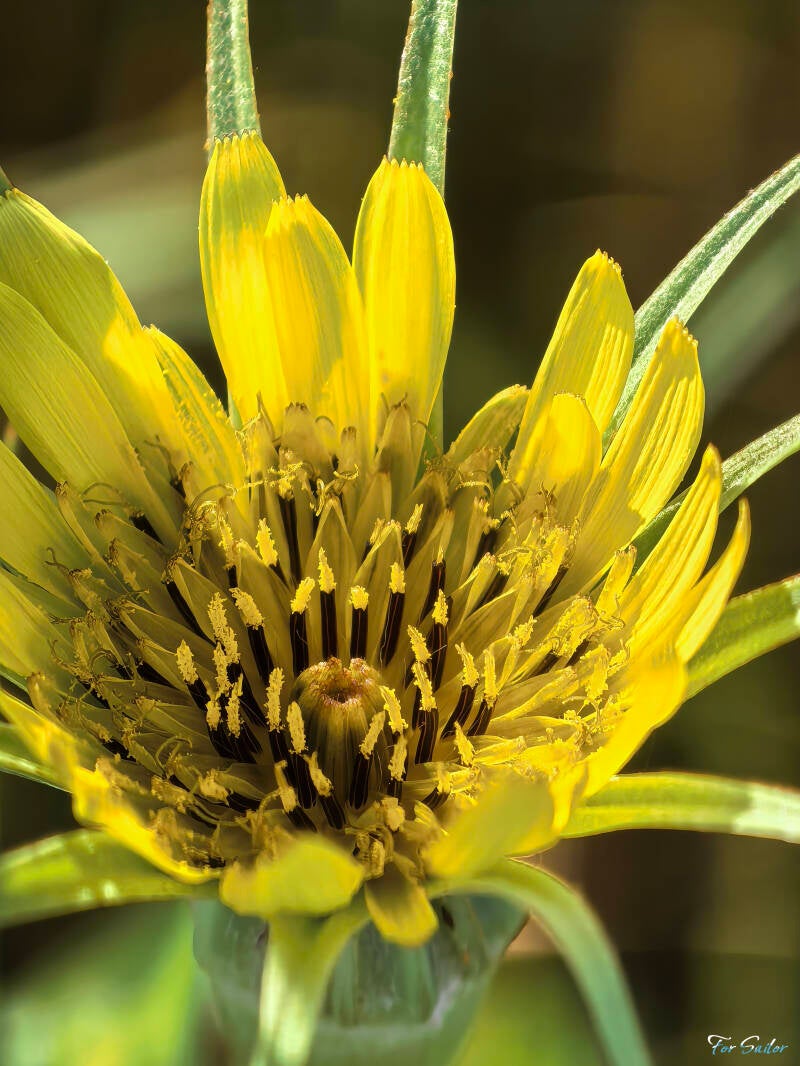yellow-salsify_fs-standard.jpg