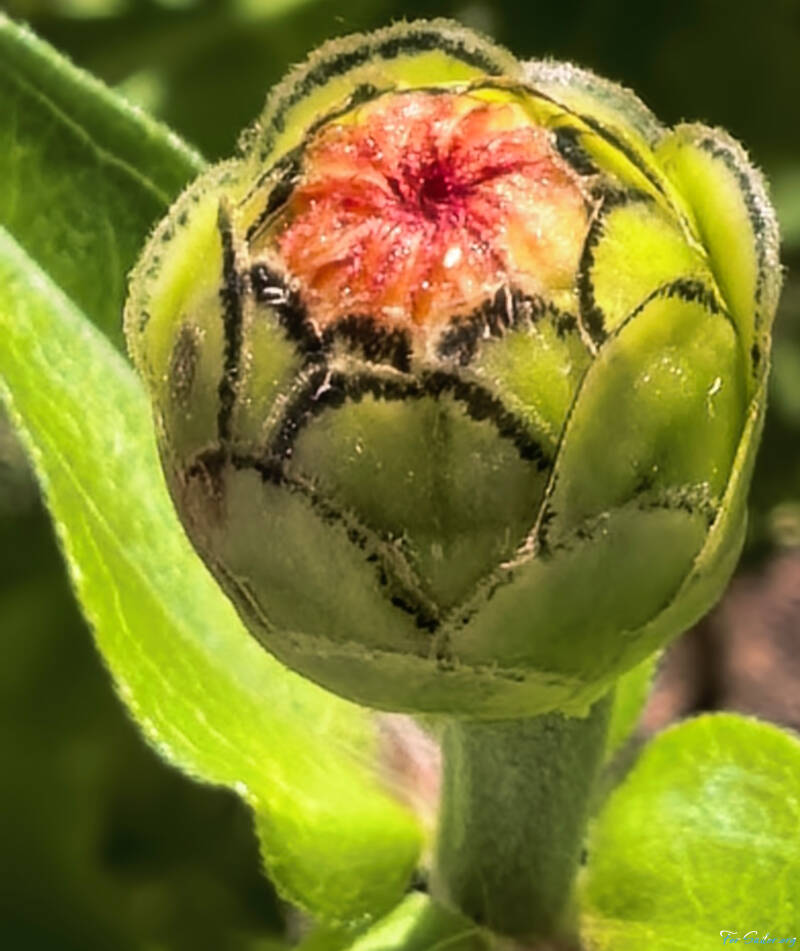 zinnia-bud-1-_fs-standard.jpg