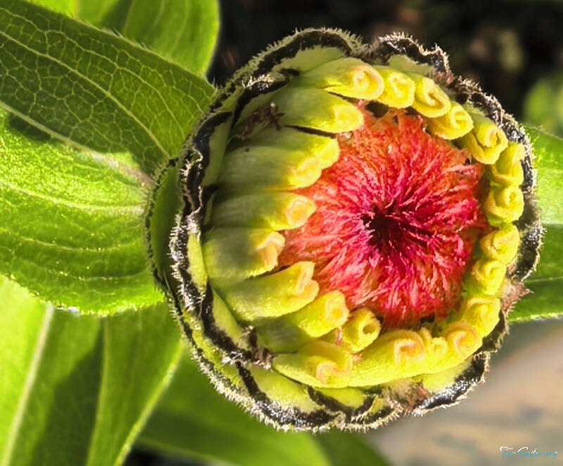 zinnia-bud-red_fs-standard.jpg