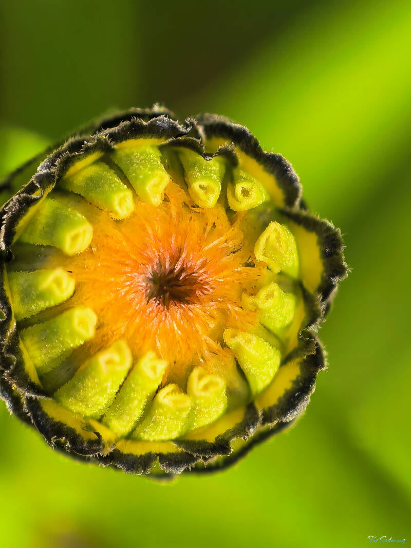 zinnia-bud-yellow_fs-standard.jpg