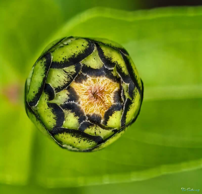 zinnia-bud_fs-standard.jpg