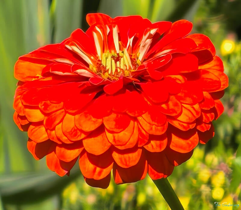zinnia-red-gold_fs-standard.jpg