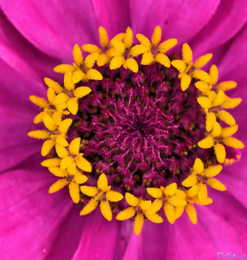 zinnia_purple_fs-standard.jpg
