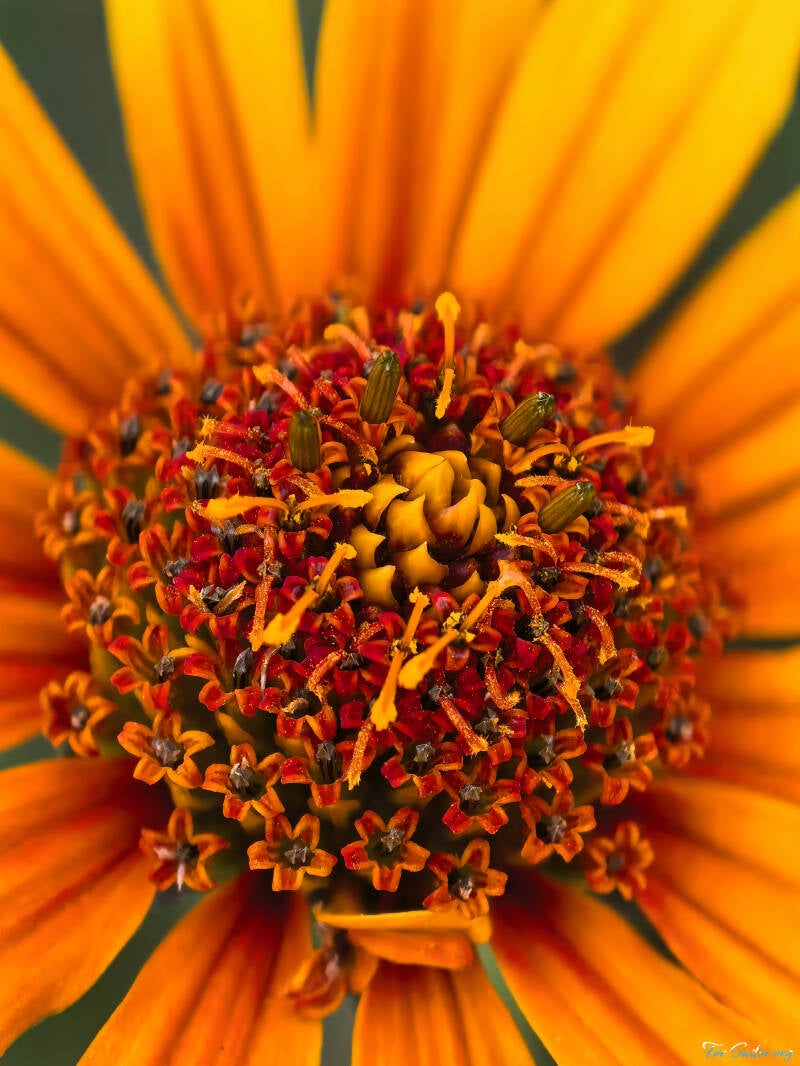 zinnia_yellow_fs-standard.jpg