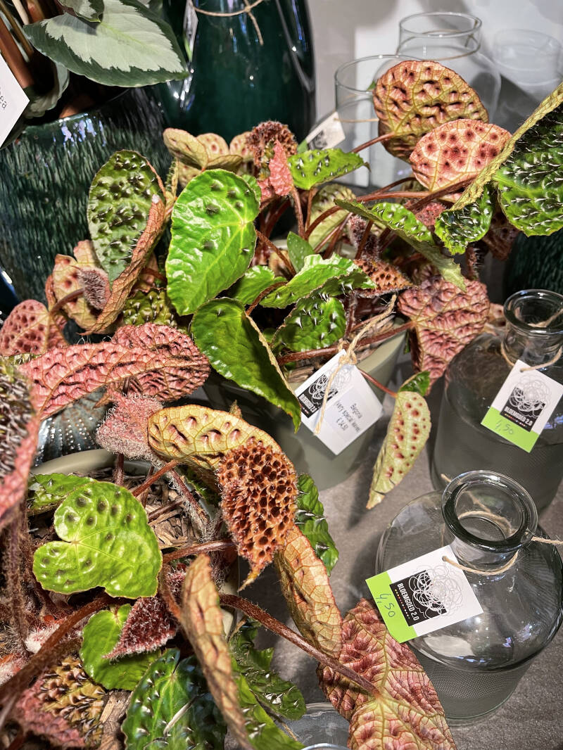 Kamerplanten Bloemgoed 2.0