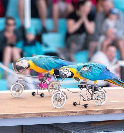 Two Parrots on a Bike / Animal Circus